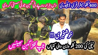 JAMBOOFFER  Top Quality Gabban Jhotian  Highest Milk Recorded TUKKAR Buffaloes  Katti Farming [upl. by Malva264]