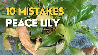 STOP Killing Your Peace Lily  10 Mistakes and How to Fix Them [upl. by Rothschild]