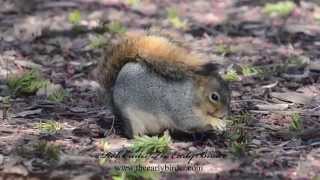 EASTERN FOX SQUIRREL feeding Sciurus niger [upl. by Rahal]