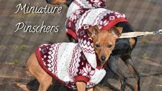 Get to know more of your Miniature Pinscher [upl. by Esorrebma]