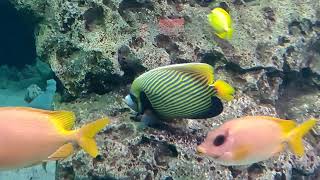 Longhorn Cowfish  Colorful Reef Fish At Georgia Aquarium [upl. by Pawsner]