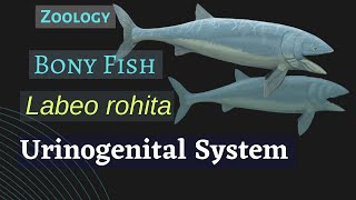 Labeo rohita  Urinogenital System  Zoology [upl. by Pelson]