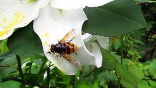 MVI 0782 Volucella zonaria feeding on oriental lily pollen 22824 [upl. by Hauger]