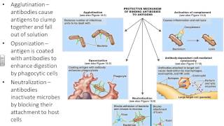 Dr Parkers Microbiology Chapter 17  adaptive immunity [upl. by Vlada878]