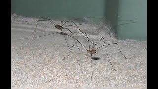 ¿Qué son los opiliones Los opiliones no son arañas 🕷 curiosidades sobre ellos [upl. by Asusej690]