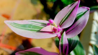 Tradescantia Nanouk en modo quotReproduciendoquot en particular esta planta me gusta mucho [upl. by Hcone]