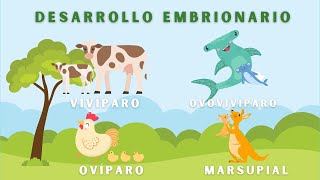 Desarrollo Embrionario en Animales Video Educativo Animado [upl. by Panayiotis747]