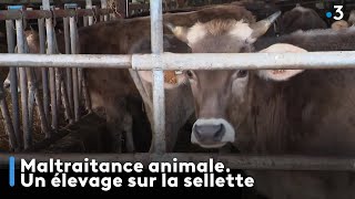 Un élevage du Finistère sur la sellette suite à de la maltraitance animale [upl. by Atirehc]