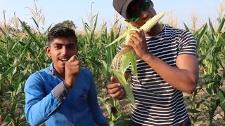 Exploring my Village Farm  Pandharpur  KOKA VLOGS [upl. by Clower]