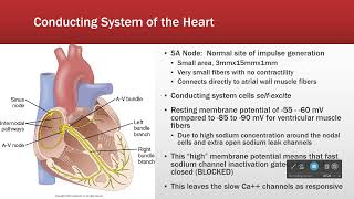 Cardiac Conduction System [upl. by Andras147]