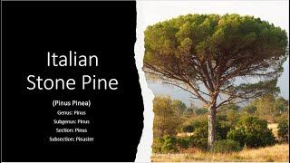 Italian stone pine [upl. by Fiedling]