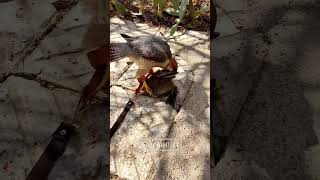 falcon falconry bird animals youtube shorts iran 🇮🇷👑 [upl. by Erickson325]