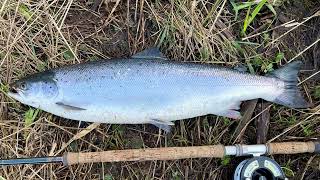 Salmon fishing on the River Drowes 21st March 2022 [upl. by Nwahsor728]