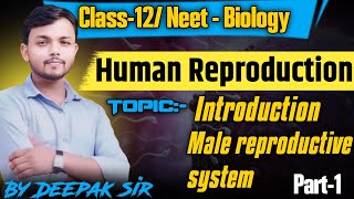 Human reproduction Part 1 Introduction Male reproductive system class 12 biology  neet [upl. by Ahseyt]