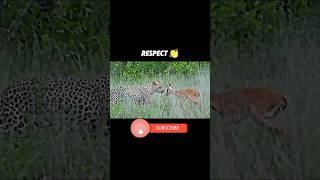 The leopard takes care of the gazelle cubs trending animals viralvideo wildlife leopardgazelle [upl. by Hayikat]