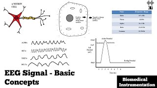 Electroencephalogram EEG Signal  Basic Concepts  Biomedical Instrumentation [upl. by Bolanger]