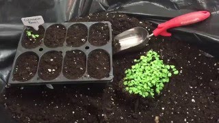 How to transplant seedlings from massplanted seed start trays [upl. by Montagu]