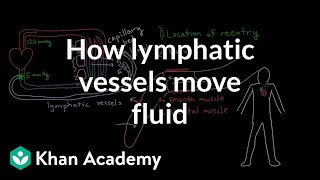 How lymphatic vessels move fluid  Lymphatic system physiology  NCLEXRN  Khan Academy [upl. by Eahsan796]