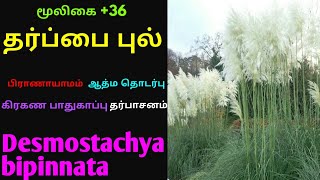 தருப்பை புல்தர்ப்பை புல்தெப்ப புல்Tharpai pulTharuppai pulTheppa pulDesmostachya bipinnata [upl. by Kendricks]