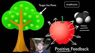 Positive and Negative Feedback Loops [upl. by Hubert]