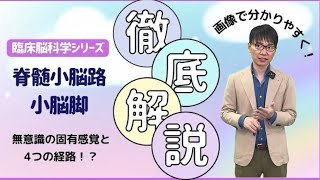 【☑︎上小脳脚？中小脳脚？】脊髄小脳路の役割とは！？脳画像読解からリハビリまで [upl. by Barret]