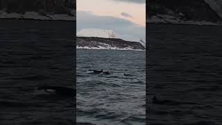 killerwhales orki norway freewilly skjervoy dervolaadventure [upl. by Llednahc]