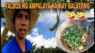 TALBOS NG AMPALAYA AT BALATONG NAPAKASARAP NA GINISA [upl. by Kitarp986]