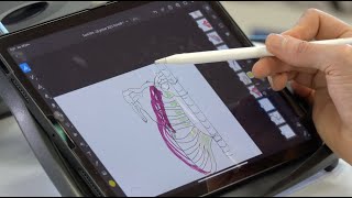 Myologie de lépaule muscles cranio cervico thoraco scapulaires [upl. by Acinej]