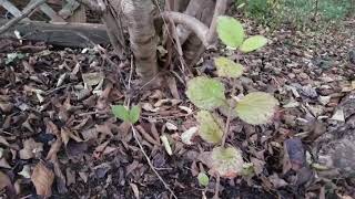 Propagating a Viburnum through Layering [upl. by Massingill448]