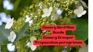 Canary Bird Vine Seeds Vlogsforplants CreeperVines [upl. by Barbabas377]