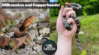 Maryland and Virginia Snake Hunting Milksnakes Copperheads Racers amp More [upl. by Massey835]