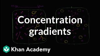 Concentration gradients  Membranes and transport  Biology  Khan Academy [upl. by Doralynn]