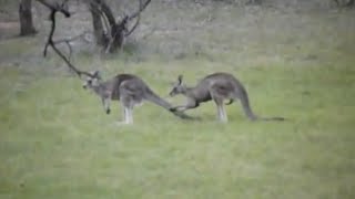 Aussie Kangaroo mating rituals [upl. by Clapper715]