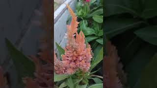 Celosia cristatagardenflowers gardening garden flowers nature [upl. by Forsyth]