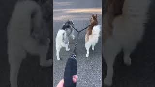 Dual Dog Leash Review [upl. by Anerac]