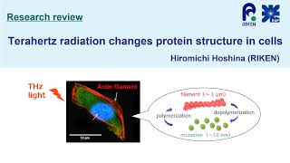 Terahertz radiation changes protein structure in cells [upl. by Arreis]