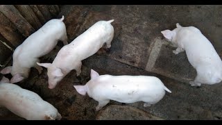 Talbos ng Kamote Para sa baboy na Nagtatae farming alternative fyp pig [upl. by Fafa]