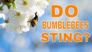 Do Bumblebees Sting Facts and Information About Bumblebee Sting [upl. by Voss]