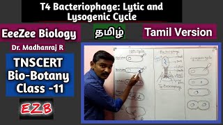 Lytic and Lysogenic Cycle  T4 Bacteriophage  Tamil Version [upl. by Adnorrehs]