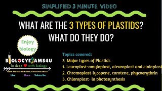 What are the three types of Plastids and what do they do 3 minute simple video [upl. by Farlie]