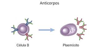 Mini aula  Anticorpos [upl. by Artemas]