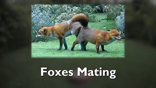 Foxes Mating [upl. by Leirvag468]