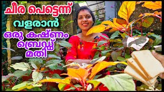 ചീര പെട്ടെന്ന് തഴച്ച് വളരാൻ ഒരുകഷ്ണം ബ്രെഡ്ഡ് മതി  cheera krishi  Spinach krishi [upl. by Emerick981]