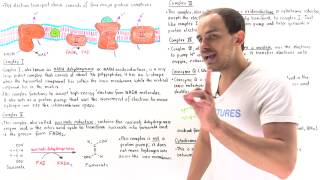 Electron Transport Chain Inhibitors and Uncouplers [upl. by Ahsikat]