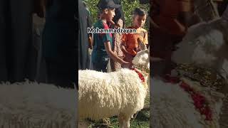 Cow cow qurbani2k24 shorts viral ytshots subscribe [upl. by Aleacem301]