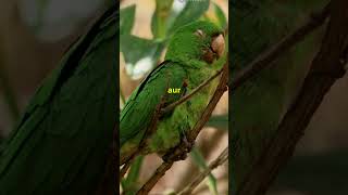 Kakapo parrot l🐦l🦜l knowledge facts [upl. by Rufina]