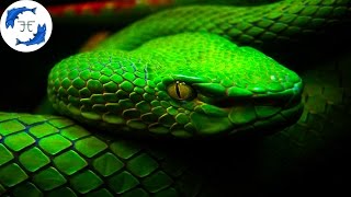 15 Most Venomous Animals on Earth [upl. by Cassey]