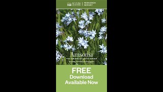 Amsonia Trial Garden Report [upl. by Attennod]