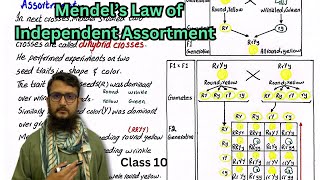 Mendel’s Law of Independent Assortment  class 10 [upl. by Aihsat]