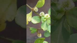 Alternanthera philoxeroides plant flowers gardenplants [upl. by Barbabra867]